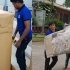 Effortless House Shifting Service in Azimpur | 01746300300